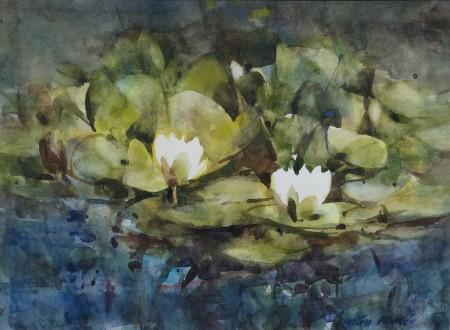 Waterlilies on Lauriston