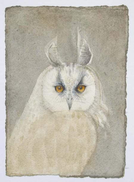 Parliament of Owls:  Long-eared