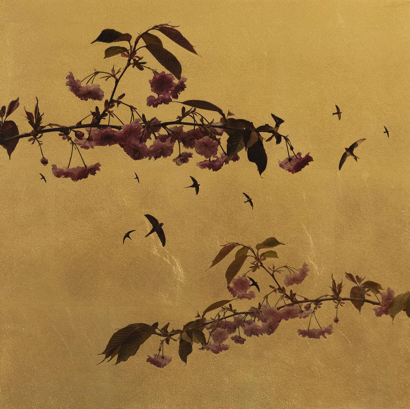 Prunus Study by ROBERT PEREIRA HIND